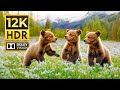 WONDERFUL ANIMALS 12K HDR 120FPS With Cinematic Music Colorfully Dynamic WONDERFUL ANIMALS 12K HDR 120FPS With Cinematic Music Colorfully Dynamic