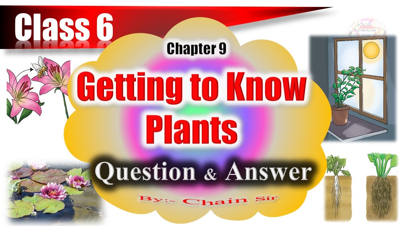 case study questions class 6 science getting to know plants