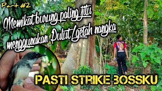 Pikat Burung dengan Pulut Anti Gagal - Memikat burung dengan suara MP3