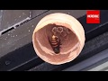 Giant Asian Hornet Queen Building Nest - Wasp Making Nest | Timelapse &amp; Closeup