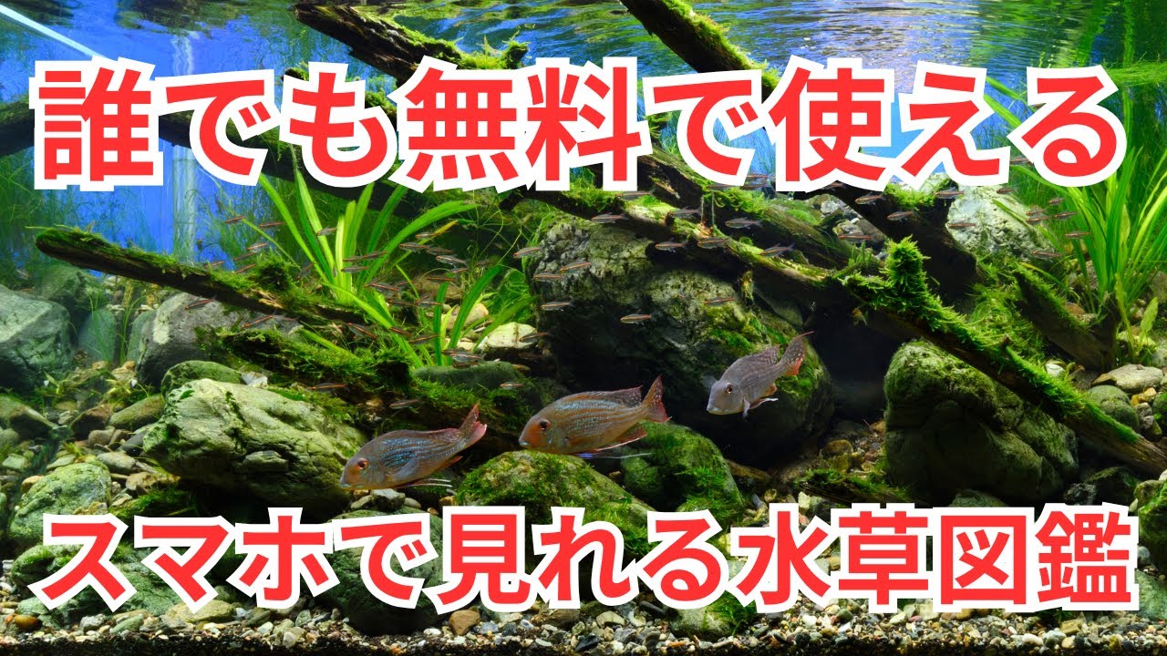 windysounds　熱帯魚・水草3000種図鑑 windysounds 熱帯魚・水草3000種図鑑 Amazon.co.jp: 熱帯魚