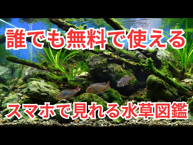 I made] A guide to choosing aquatic plants intuitively - Free for