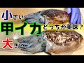 【調理】コウイカは小さい方がおいしいの？