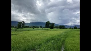 ขายที่ดินบ้านหนองไผ่ล้อม ต.นาหนองทุ่ม อ.แก้งคร้อ จ.ชัยภูมิ