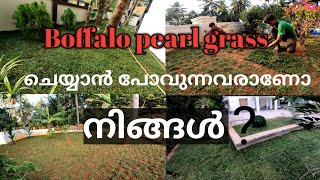 Buffalo pearl grass വീട്ടിൽ ചെയ്യാൻ പോകുന്നവരാണോ നിങ്ങൾ തീർച്ചയായും കണ്ടിരിക്കുക|