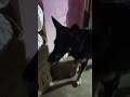 ଡରିଗଲା ମନି | Odia Dog story | Natia Comedy | Mahi Family 07 #shorts #youtubeshorts #trendingshorts