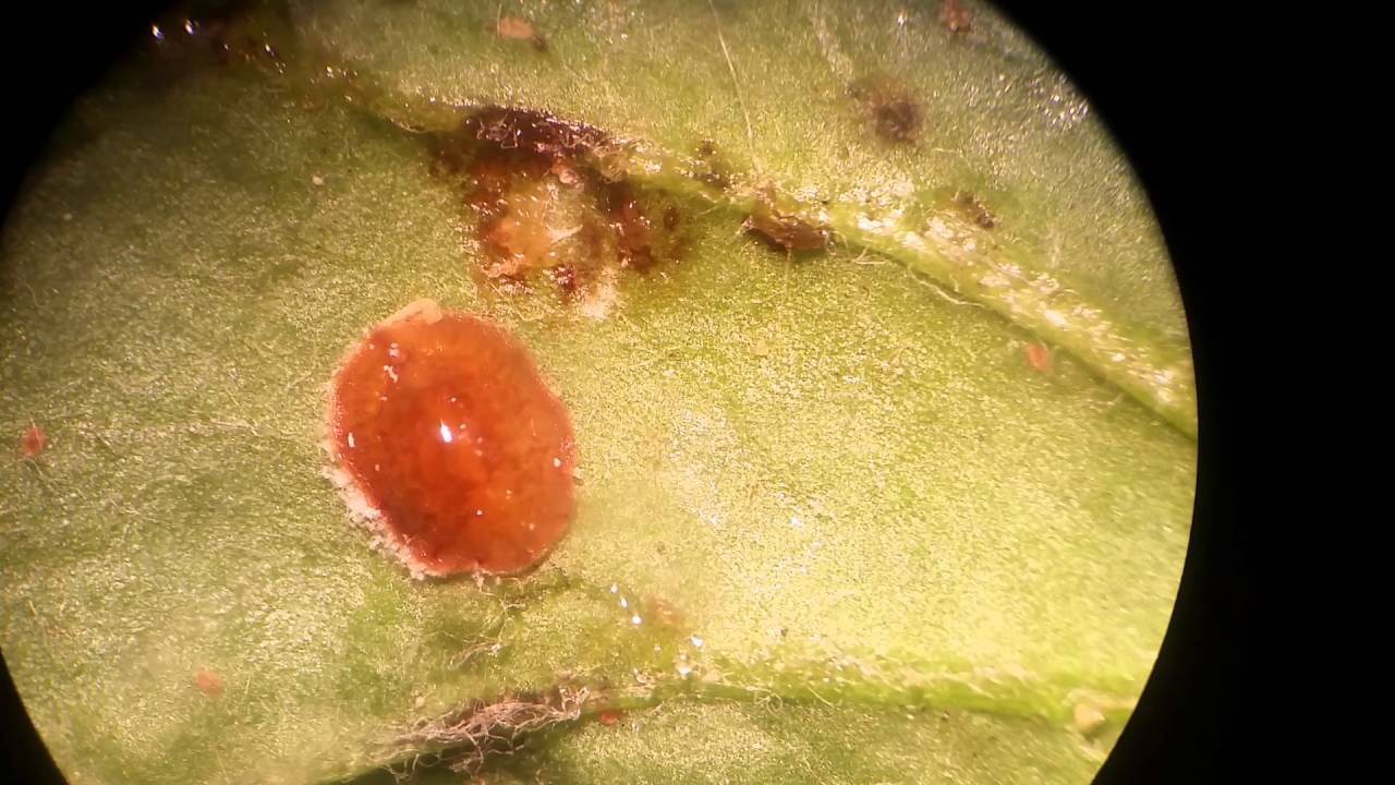 Coccus hesperidum [Brown Scale] on Gerbera host plant