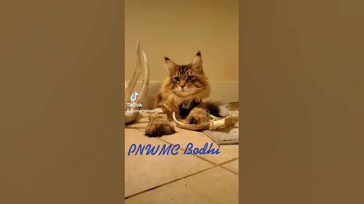 Watch the video about Bodhi European Mainecoon Polydactyl Kitten 9mth #mainecoon #kitten #shorts