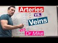 Blood Vessels and Circulation: Exploring Arteries Veins and Capillaries