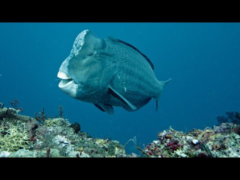 Humphead parrotfish are known for their teeth | Oceana
