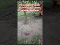 detik detik manusia berbicara dengan monyet dalam bahasa esperanto#shorts