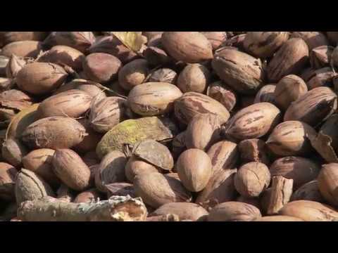 The Pecan Orchard