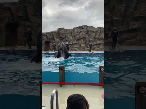 👏Аплодировал весь зал. Грузинский🐬дельфинарий! #дельфинарий #грузия #батуми