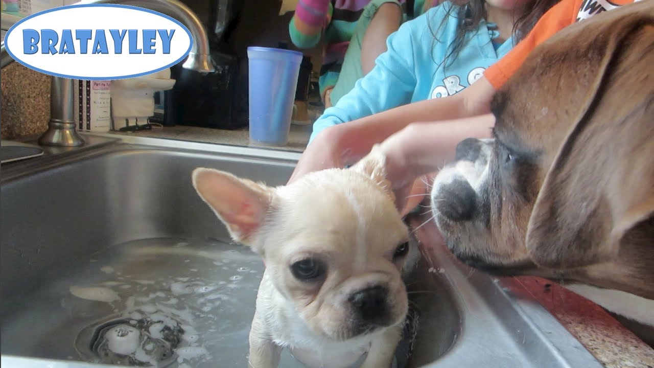 wwe raw 2019 new Boxer Helps Bathe French Bulldog Puppy (WK 170.3) | Bratayley