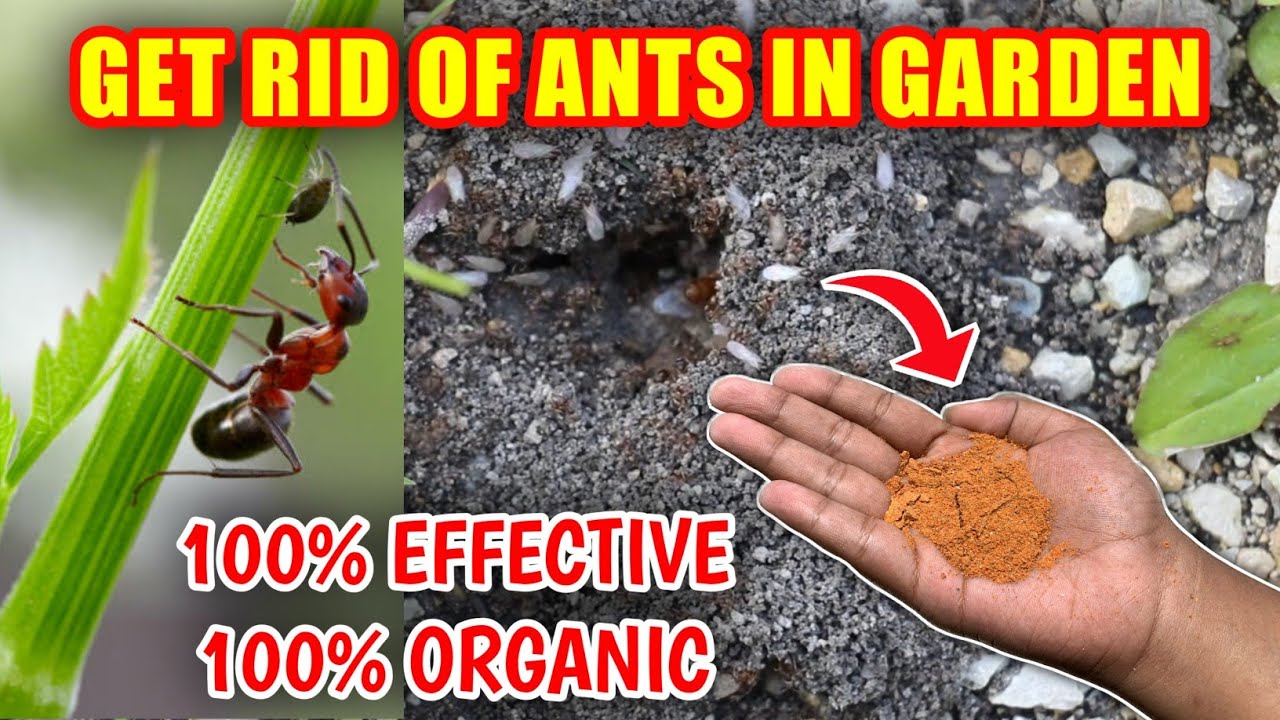 Organic Ants Control In Garden