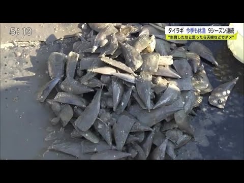 今シーズンも生息状況が改善ならず タイラギ漁9シーズン連続で休漁【佐賀県】 (20/11/24 19:05)