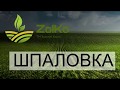 Озимая Пшеница ШПАЛОВКА Украина 2020 Супер сорт , Мега урожай , даже в сложных Условиях