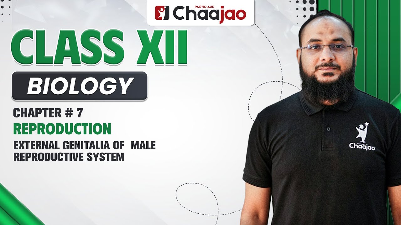 Наружные половые органы мужской репродуктивной системы