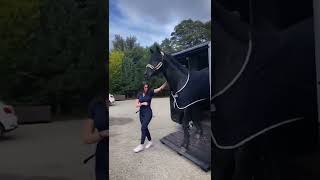 Kuda Friesian Hitam Gagah Dan Berani