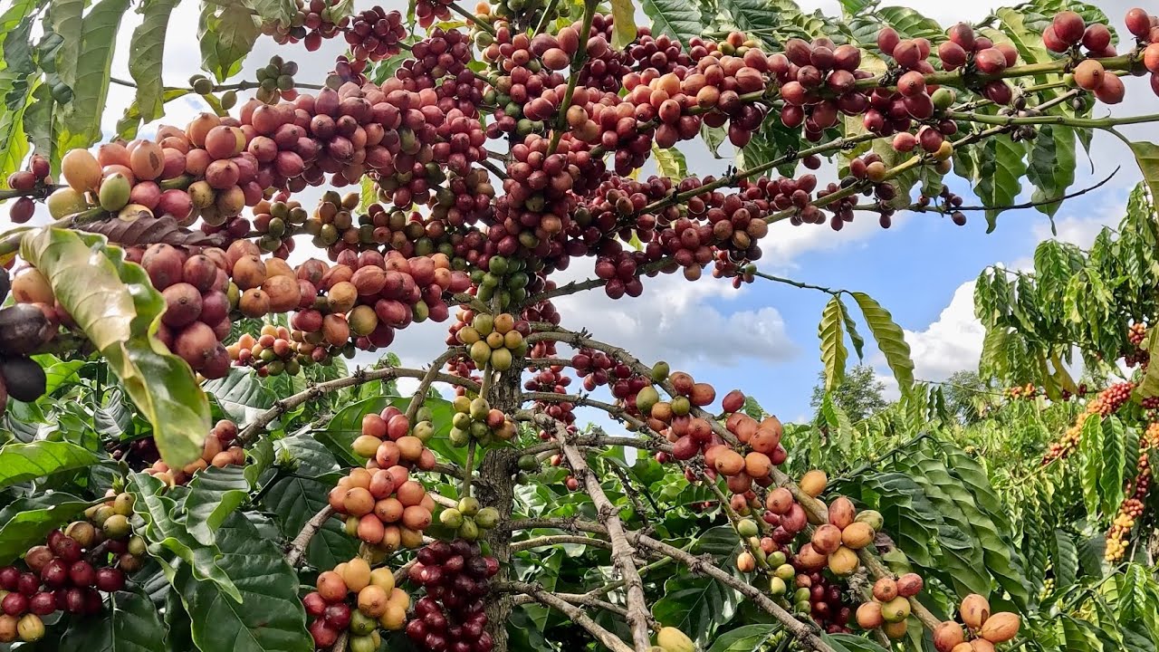 Сбор урожая кофе сорта Робуста фермерами в провинции Ламдонг.