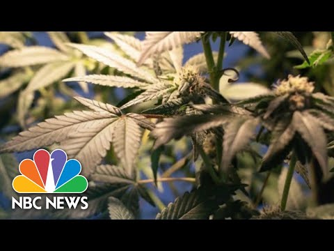 Condo Anticipated To Bound Bill On Marijuana Legalization thumbnail