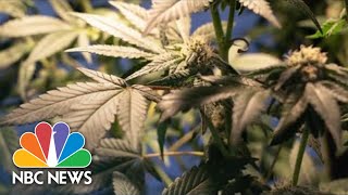 House Expected To Pass Bill On Marijuana Legalization