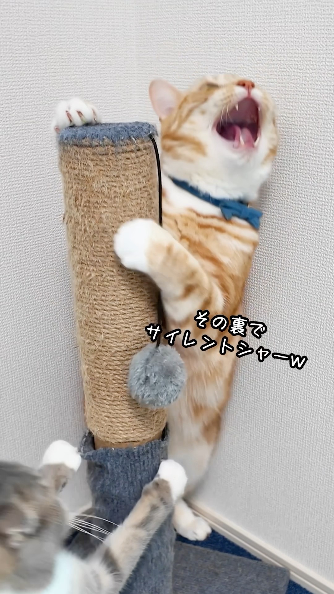 An inactive cat vs. being tied up with a mysterious toy
