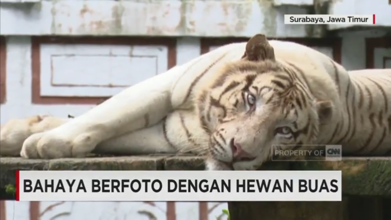 Berbahaya Berfoto Dengan Hewan Buas Youtube