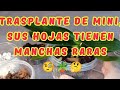 TRASPLANTE DE MINI, SUS HOJAS TIENEN MANCHAS RARAS