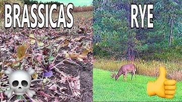 Last Minute Food Plot Salvage [Drought & Over Browsing]