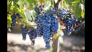 ⁣10 Fun Facts About Grapes