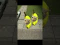 Banana cat wakes up on the moon?/昼寝から目が覚めたら月に移動してたバナナ猫？#shorts #gmod #bananacat