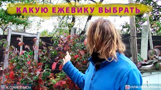 Какую ежевику выбрать? Разница между безшипной ежевикой и ежевикой с шипами.