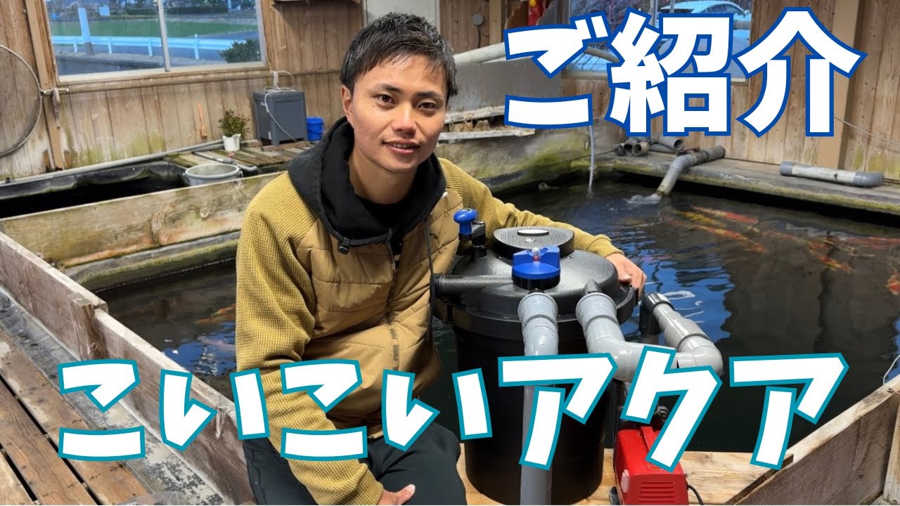 スクユー品 丸筑魚苑こいこいアクア 水槽 池 フィルター 錦鯉濾過槽 丸筑魚苑こいこいアクア 水槽 池 フィルター 錦鯉濾過槽 【手軽