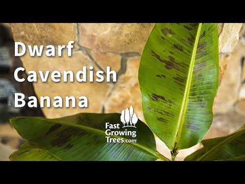 Dwarf Cavendish Banana