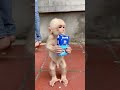 ミルク飲む🐒🙈🐵🐵🐵#monkeys #monkey #monkeydluffy #monkeyvideo #monkeybaby #cute #usa #funny #猿 #動物