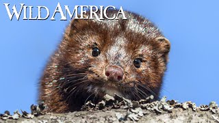 Wild America | S7 E5 Minnesota Mink | Full Episode HD