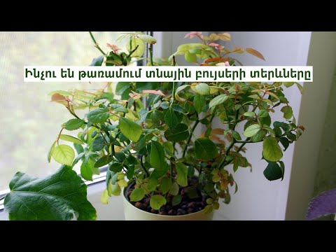 Video: Տնային միջոցներ Poison Ivy-ի դեմ. Բուժում է թունավոր բաղեղի ցանը տանը