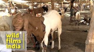 Beetal goats being sold outside jama masjid on occasion of bakra eid
in delhi. the goat breed from sialkot district pakistan is used for
milk a...