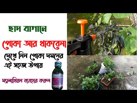 ছাদ বাগানে পোকা থাকবেনা । কার্যকরী রাসায়নিক উপায়