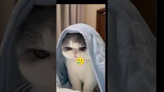 Behind the scenes: voice over na, hachi over 🤧😂” #funny #nilachal #funniestvideo #funnyshort #golpo