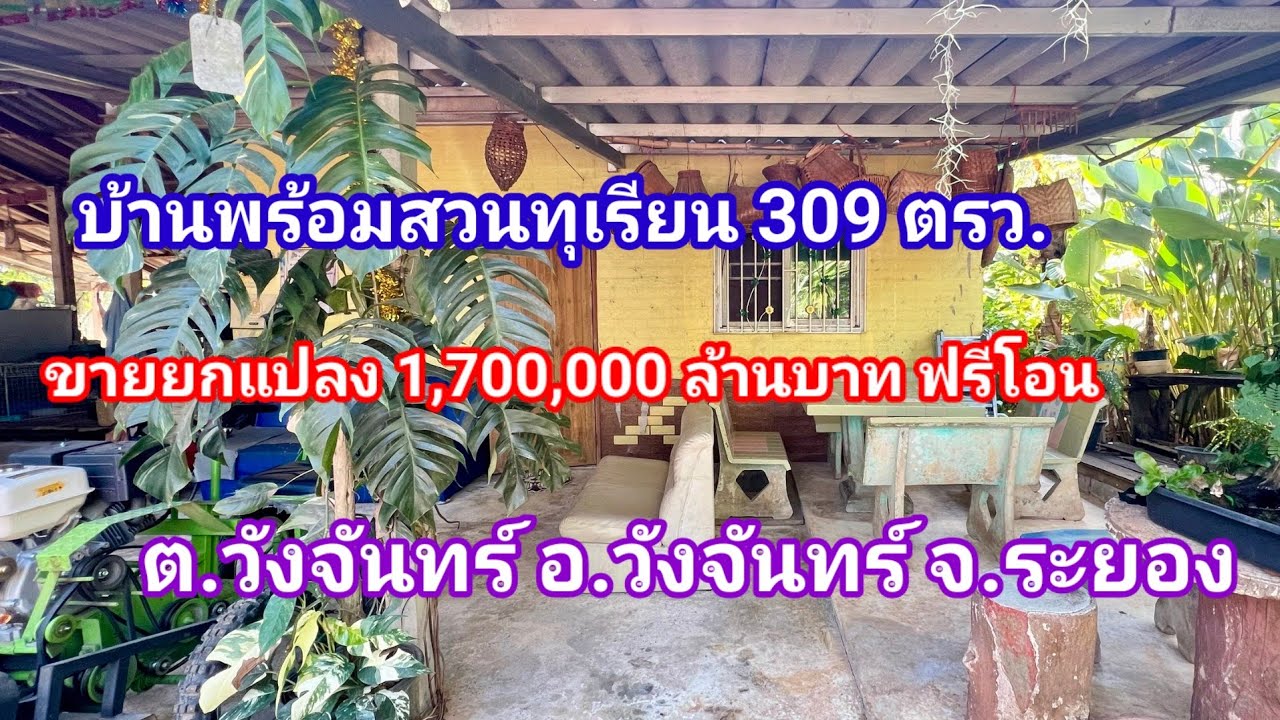 EP.187 #สวนทุเรียนพร้อมบ้านระยอง 339 ตรว.ขายราคา 1,700,000บ.ต.วังจันทร์อ.วังจันทร์จ.ระยอง