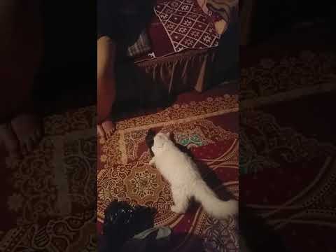 كيتي بتتمطع