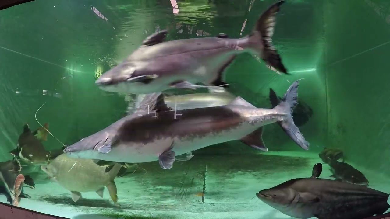 Paroon shark catfish and pacu rundown, morning video of jumbos in 4500 gal  / 17K liter - YouTube