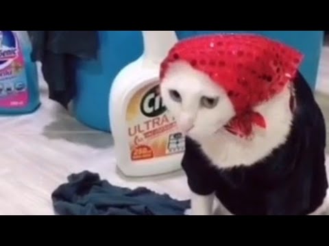 Yeni Gelin Türbanlı Kedi 😂😂 Cat with turban 😂😂
