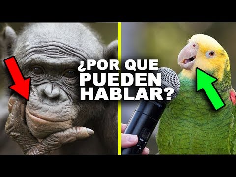 ¿Por qué las Aves Pueden Hablar y los Chimpancés NO?