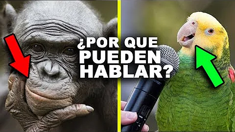 ¿Por qué no pueden hablar los animales?