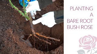 Planting a Bare Root Bush Rose