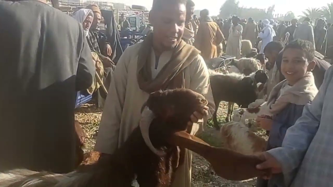 اسعار الغنم والماعز من داخل السوق اسنا محافظه الاقصر بتاريخ 31/1/2026 خش وشوف بنفسك 