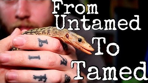 How To Tame Your Monitor Lizard From Start To Finish [Part 2]